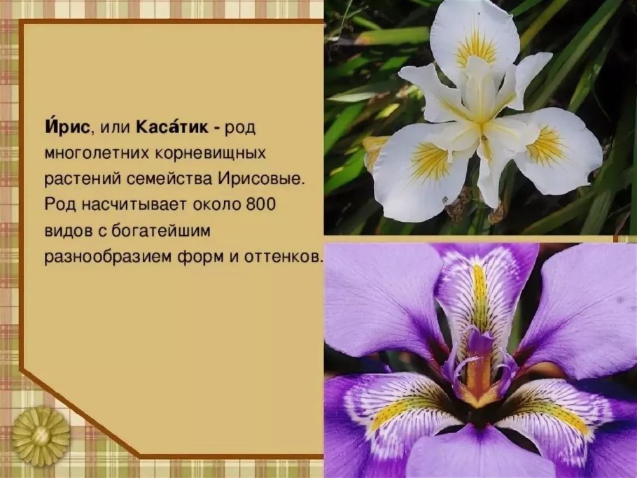 Ирис описание растения