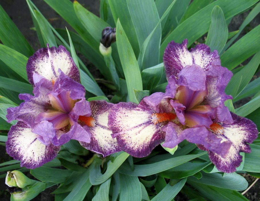 Ирис карликовый рейнджер