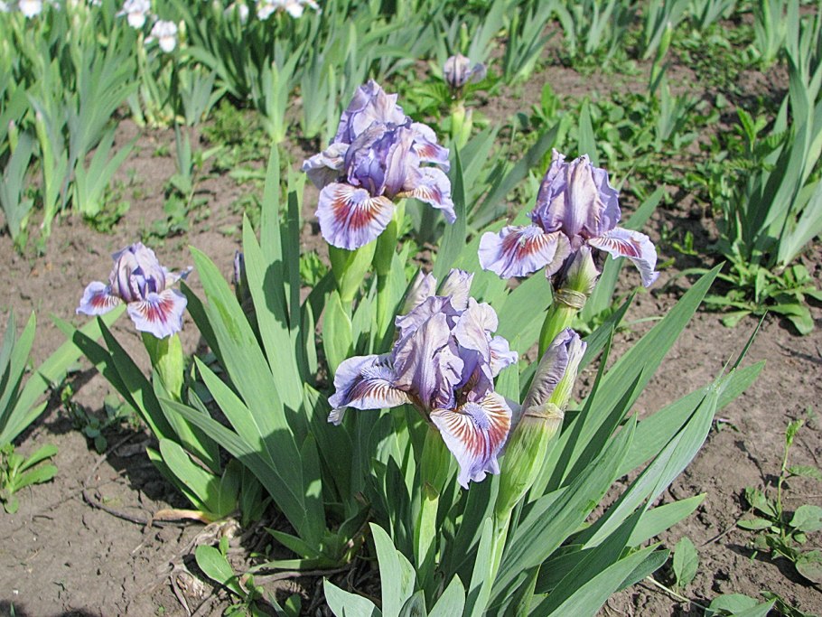 Ирис Violet Blue pumila