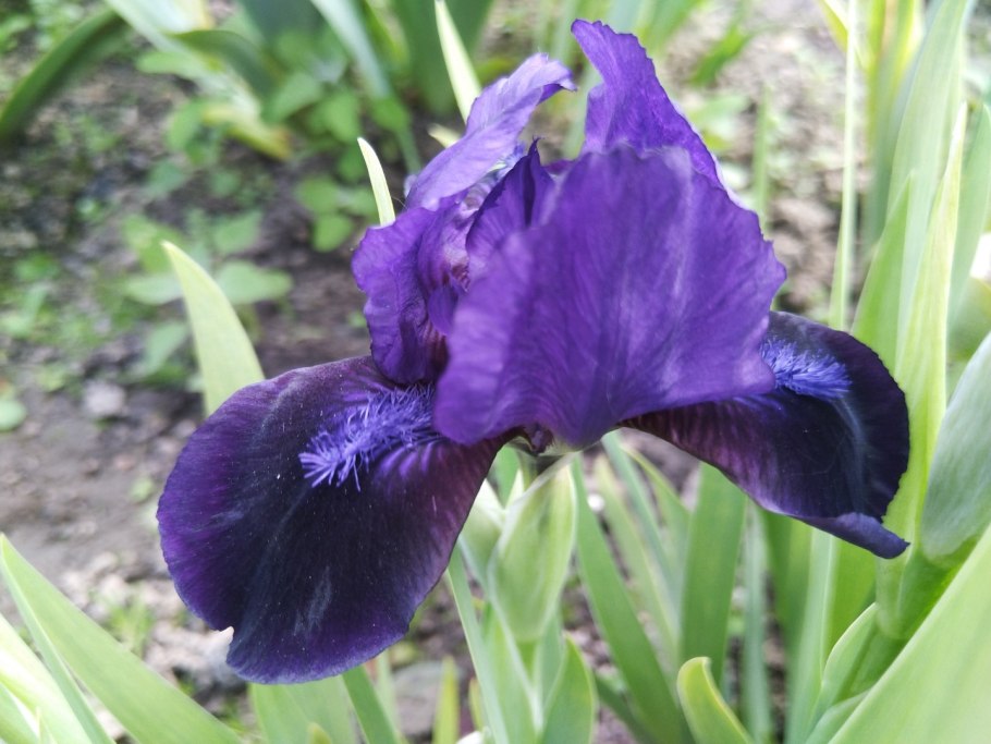 Ирис карликовый Тинкер Белл