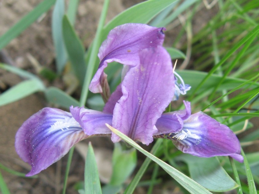 Ирис карликовый "Anubis"