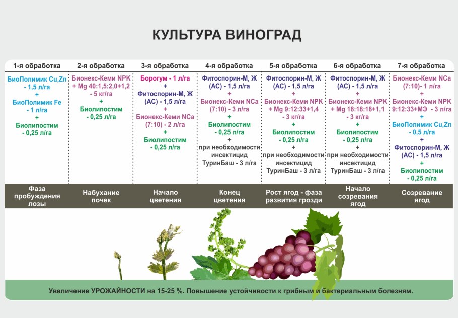 Схема обработки винограда от болезней и вредителей
