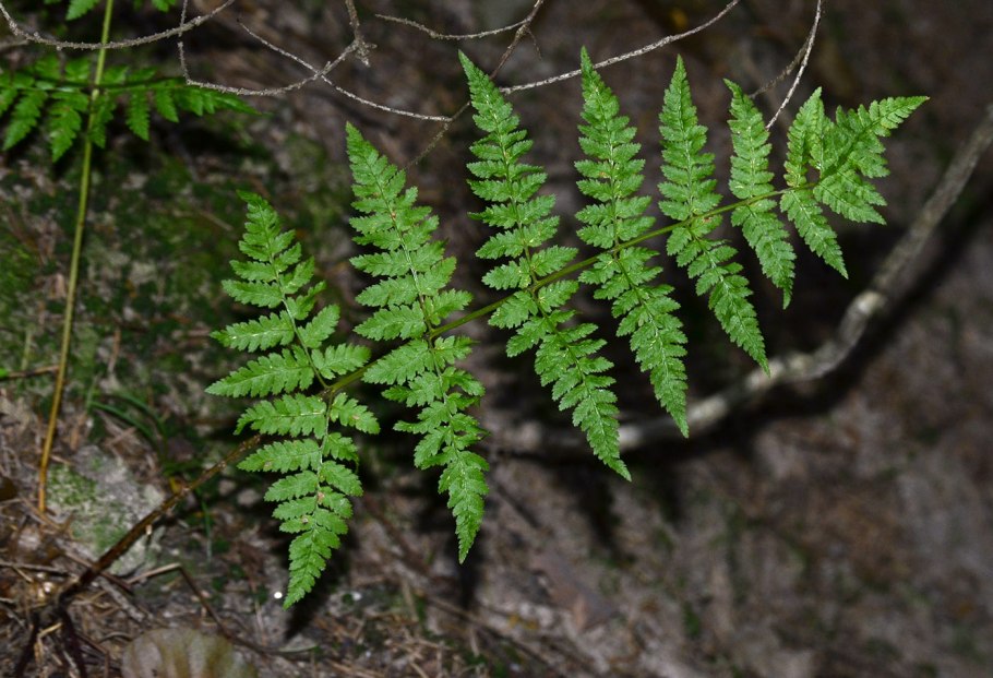 Щитовник Шартрский - dryopteris carthusiana