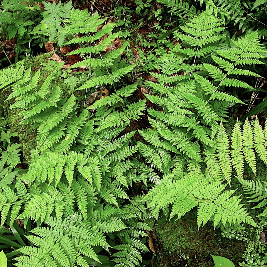 Щитовник гребенчатый - dryopteris cristata