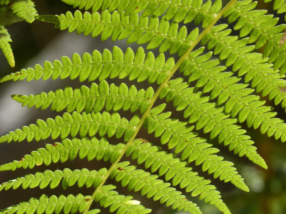 Щитовник dryopteris buschiana