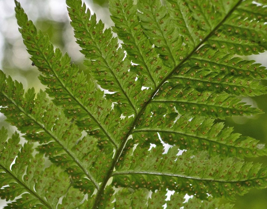 Щитовник картузианский dryopteris carthusiana