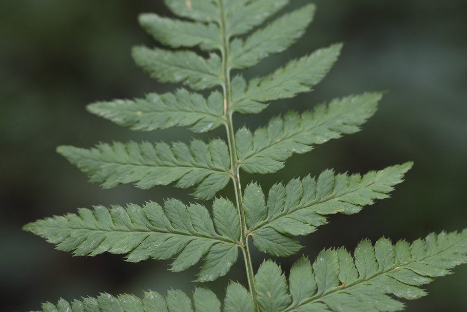 Щитовник Картузиуса (dryopteris carthusiana)
