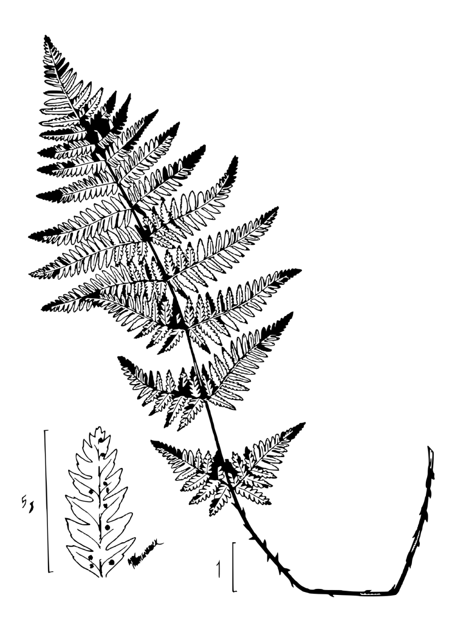Папоротник Лесной(орляк)