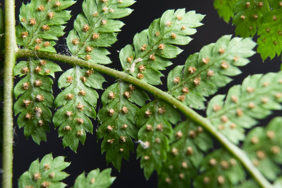 Dryopteris filix mas Furcans