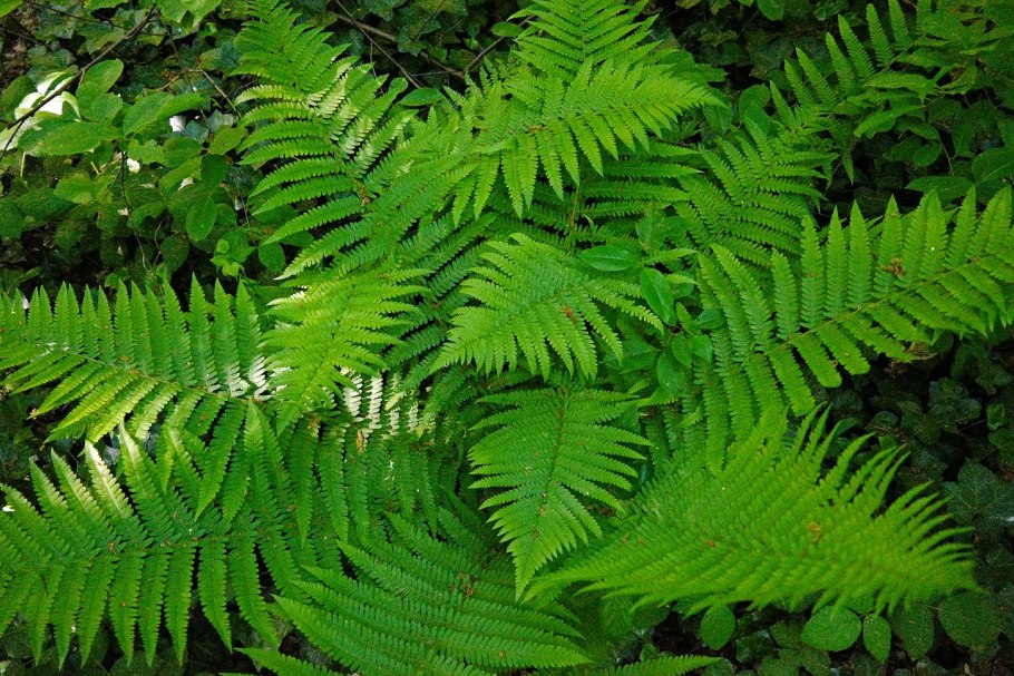 Dryopteris filix-mas цикл