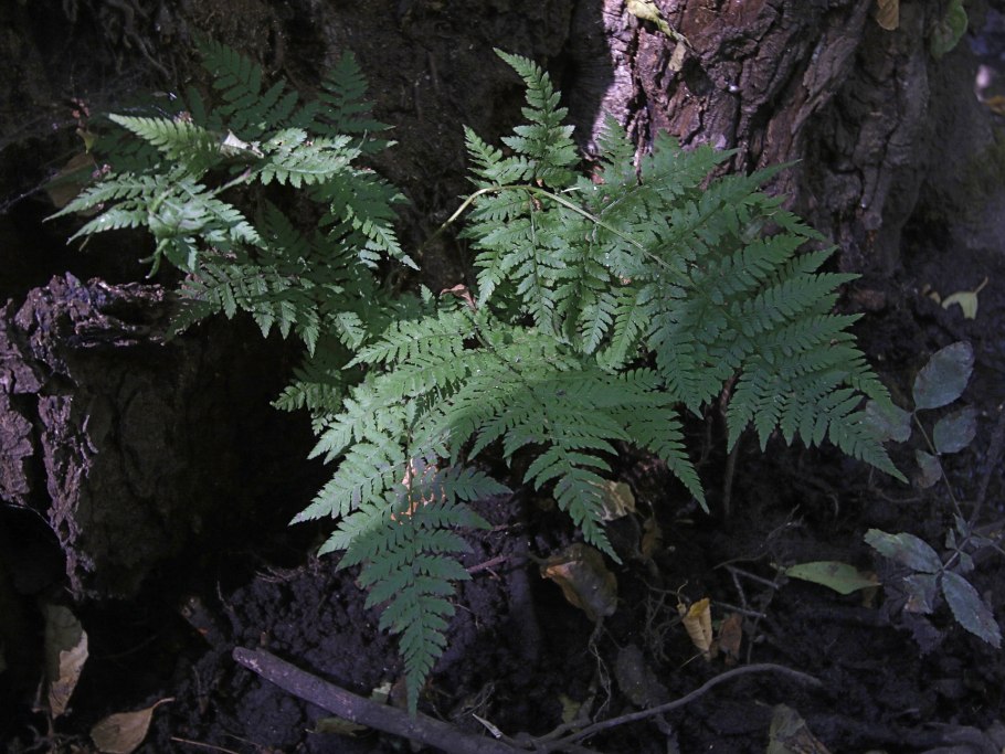 Dryopteris carthusiana Dryopteridaceae сорусы