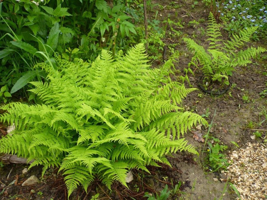 Папоротник dryopteris cordata