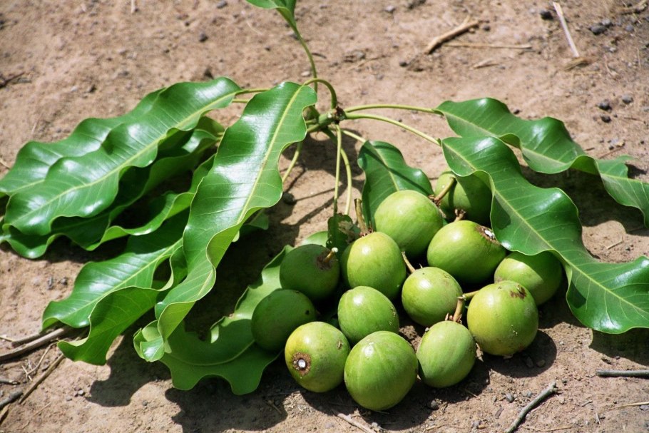 Butyrospermum Parkii