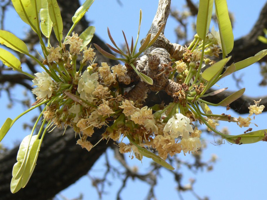 Vitellaria paradoxa