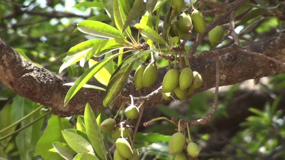 Мадука длиннолистная (Madhuca longifolia)