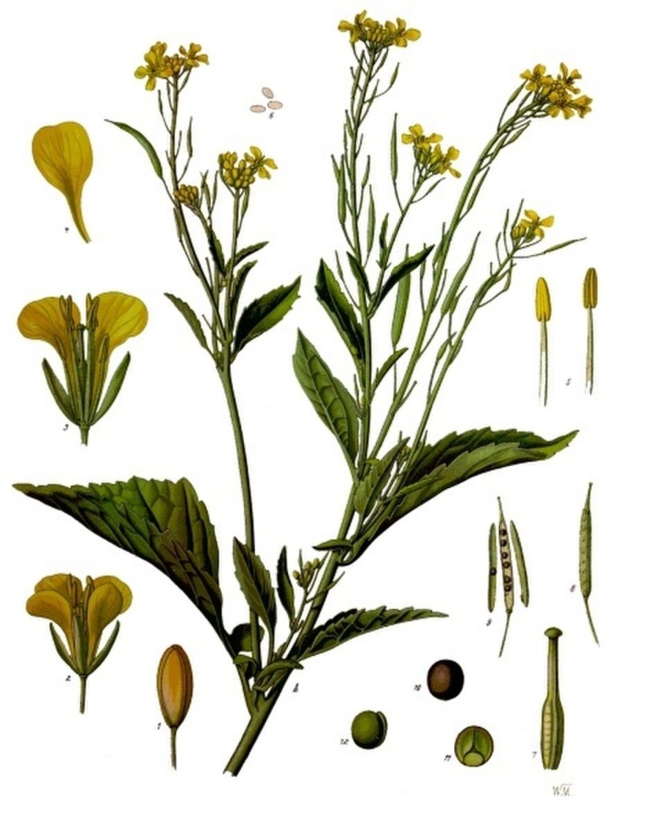 Горчица сарептская (Brassica juncea l.)