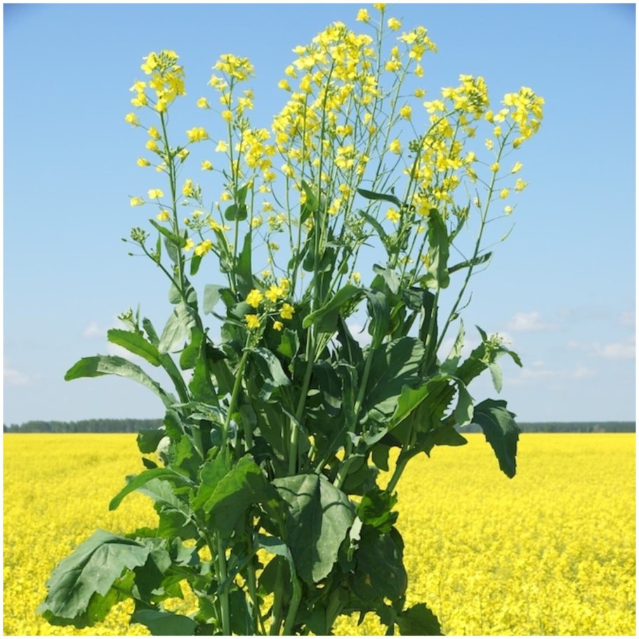 Sinapis Alba горчица белая