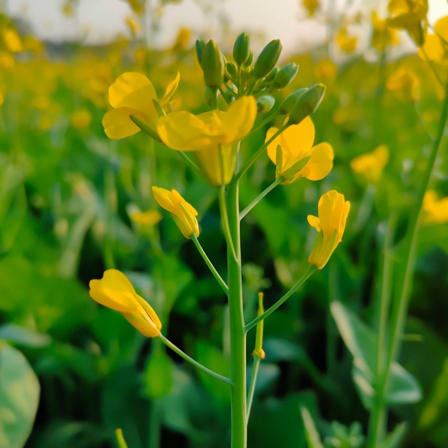 Горчица сарептская (Brassica juncea l.)