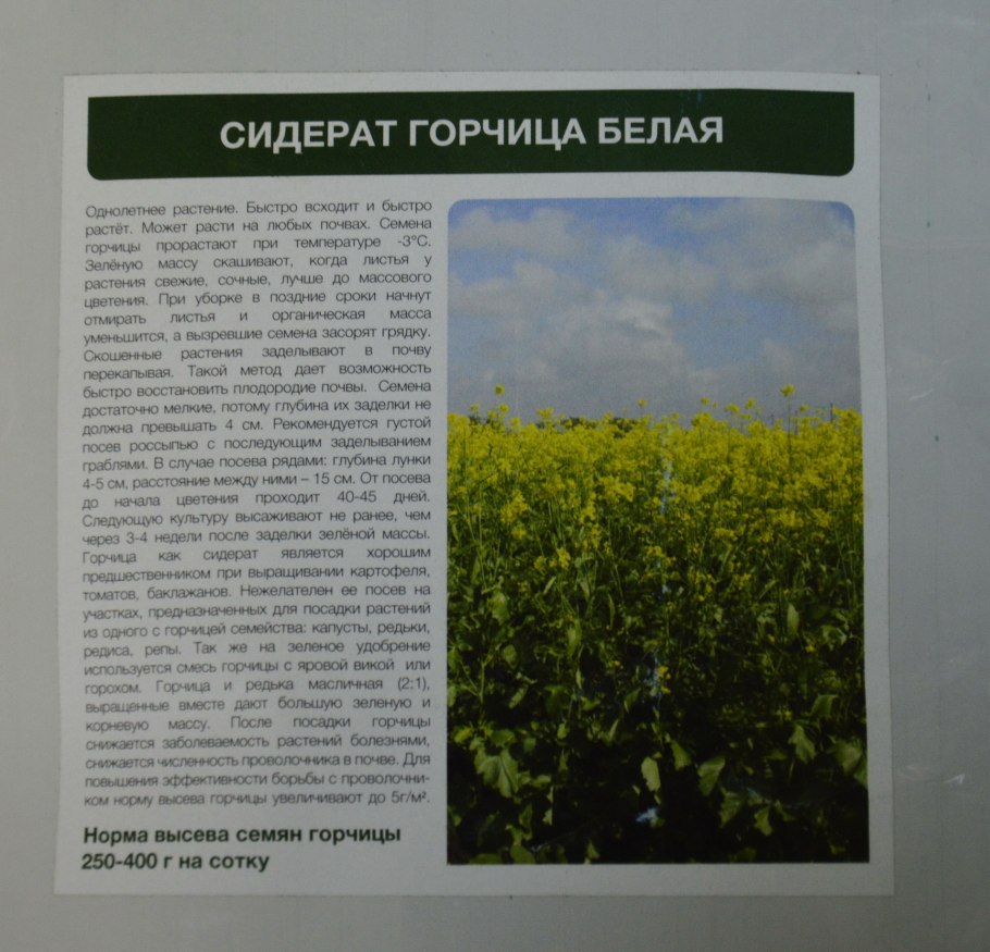 Горчица белая высота растения