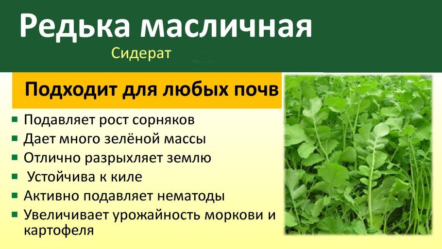 Горчица черная растение