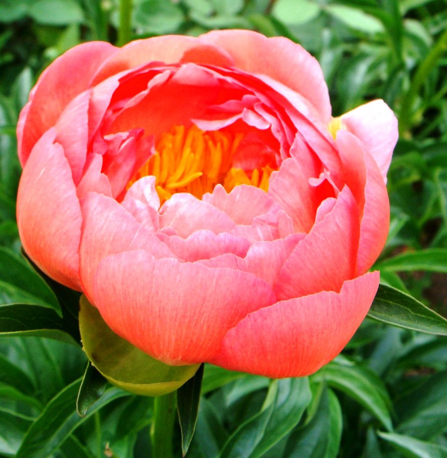 Пион молочноцветковый Coral Sunset
