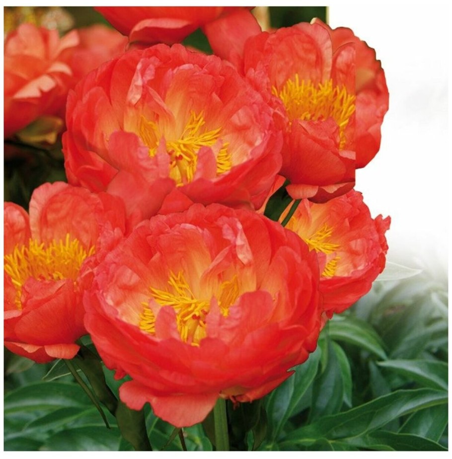 Пион Coral Sunset