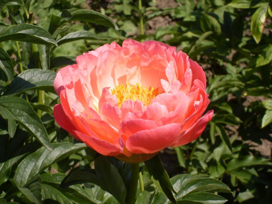 Пион Корал Суприм Paeonia Coral Supreme