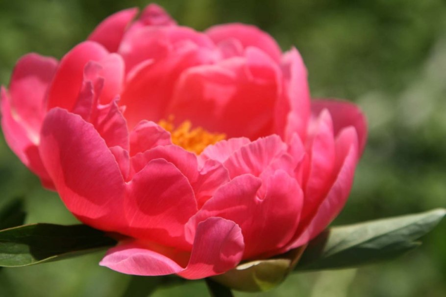 Paeonia lactiflora 'Coral Sunset'