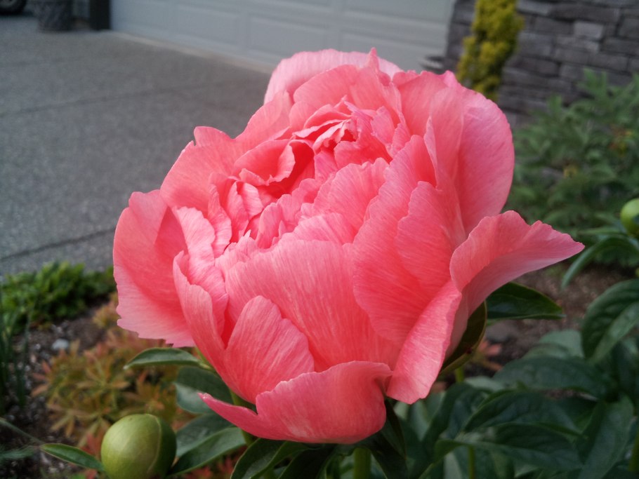 Пион коралловый Сансет