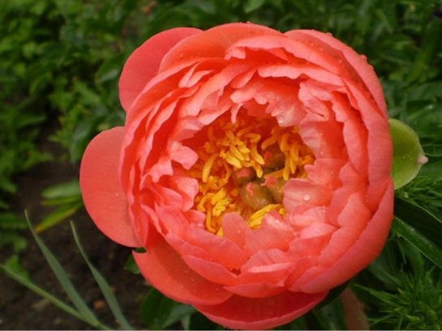 Пион молочноцветковый Корал Сансет