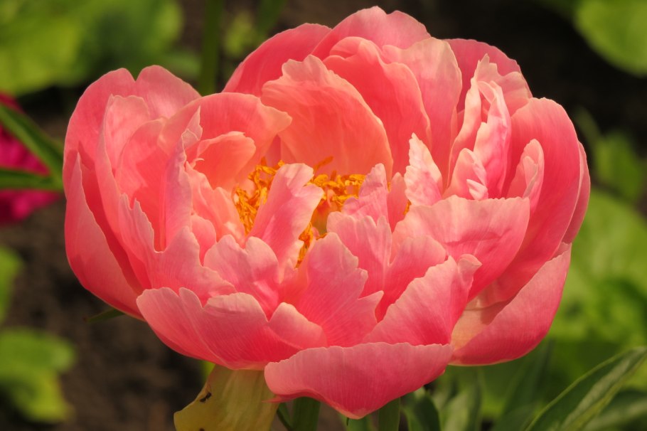 Пион молочноцветковый Корал Шарм