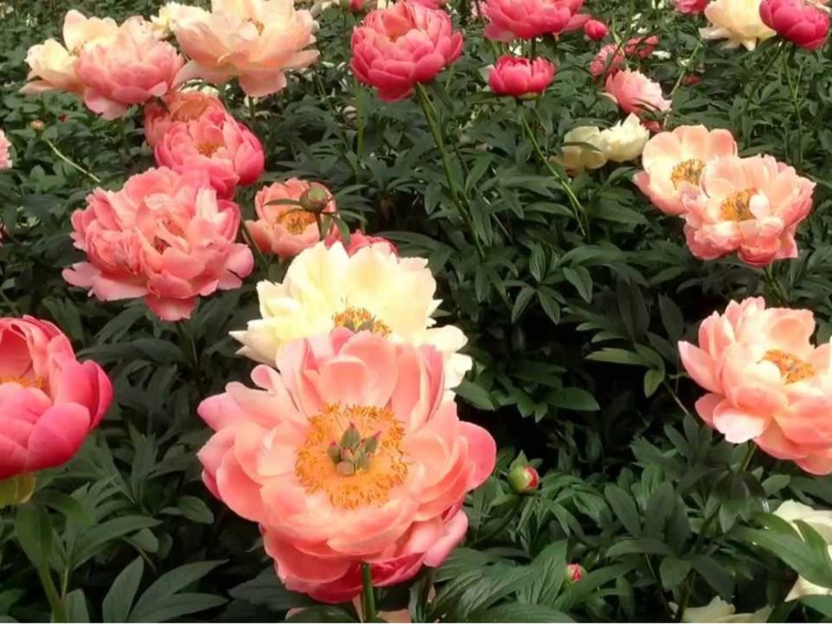 Пион Корал Суприм Coral Supreme