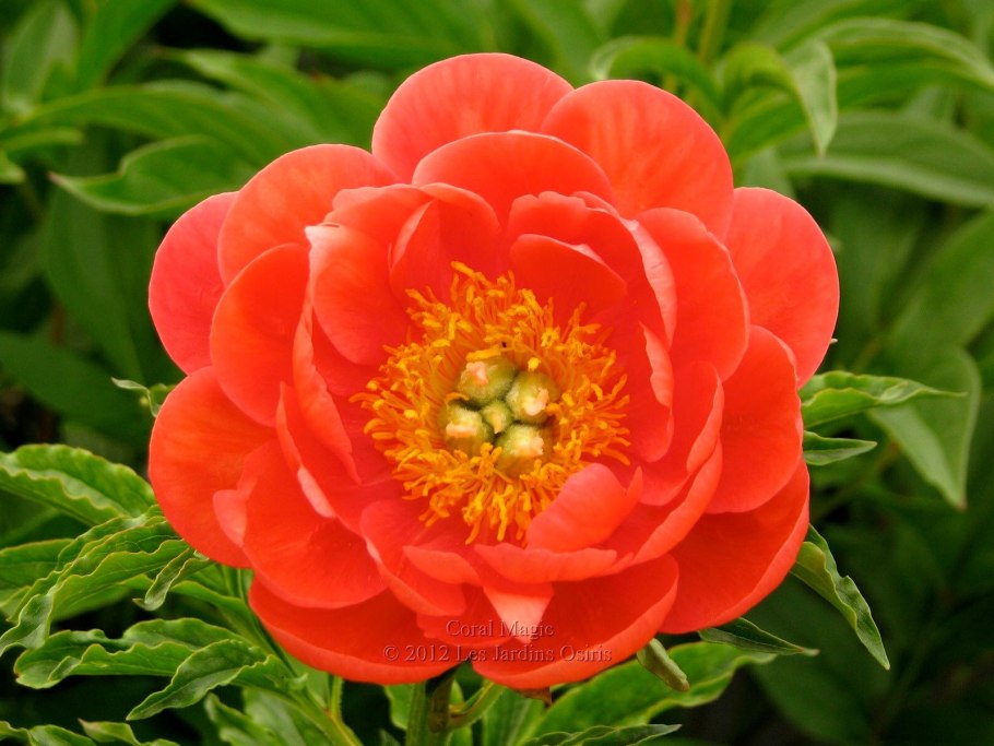 Пион Пинк Хавайан Корал