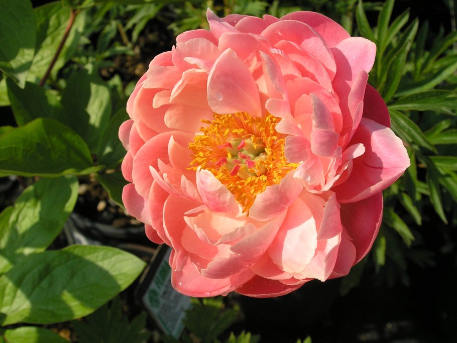 Пион Корал Сансет