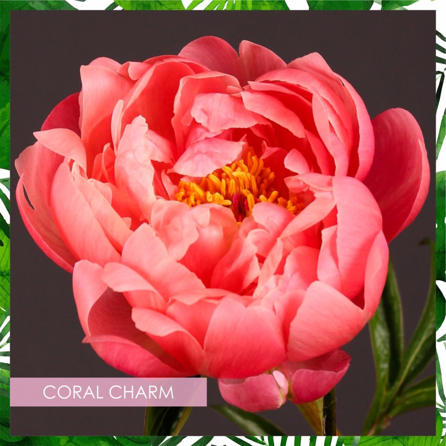 Пион Корал Сансет