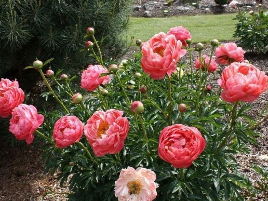 Пион Coral Charm (Корал Чарм)