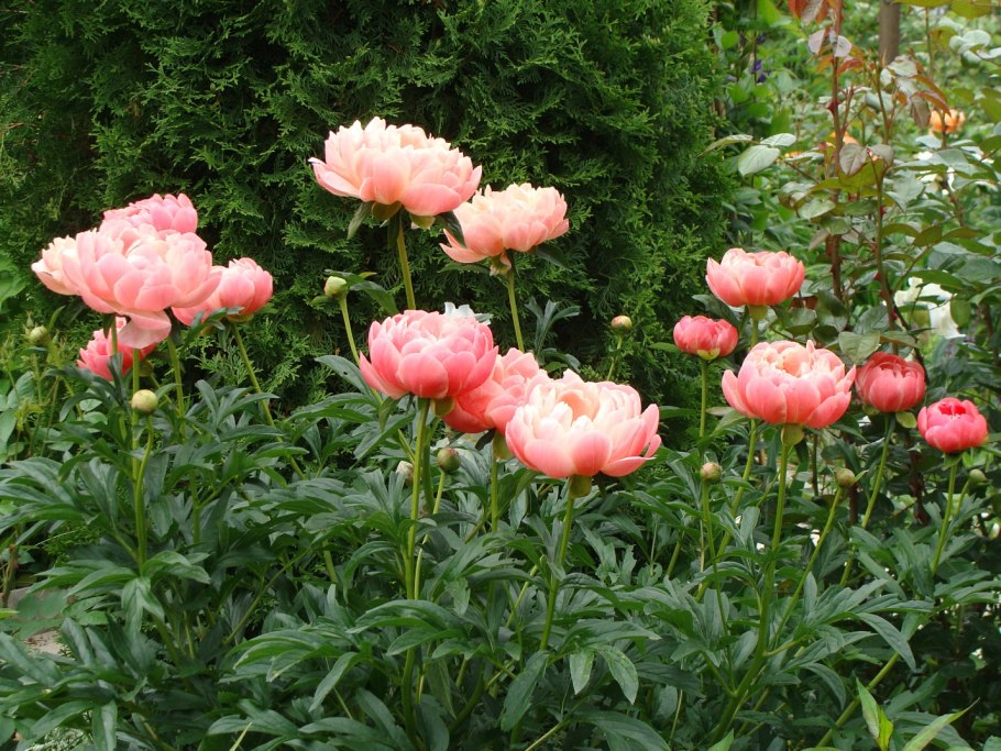 Пион пион 'Pink Hawaiian Coral'