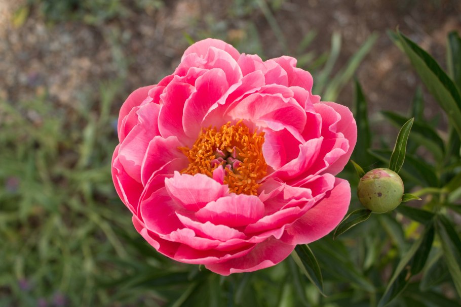 Пион Pink Hawaiian Coral