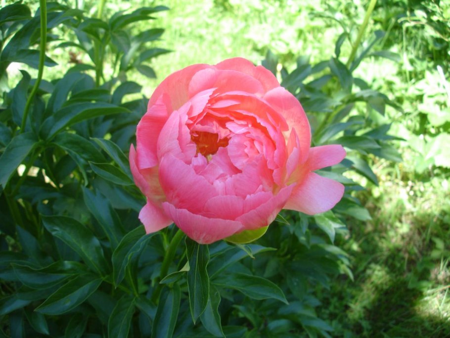 Пион Корал Сансет