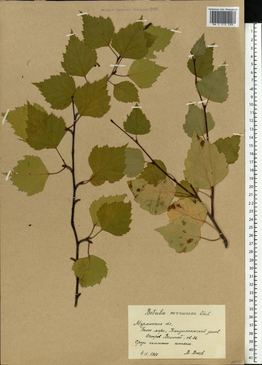 Береза повислая систематика