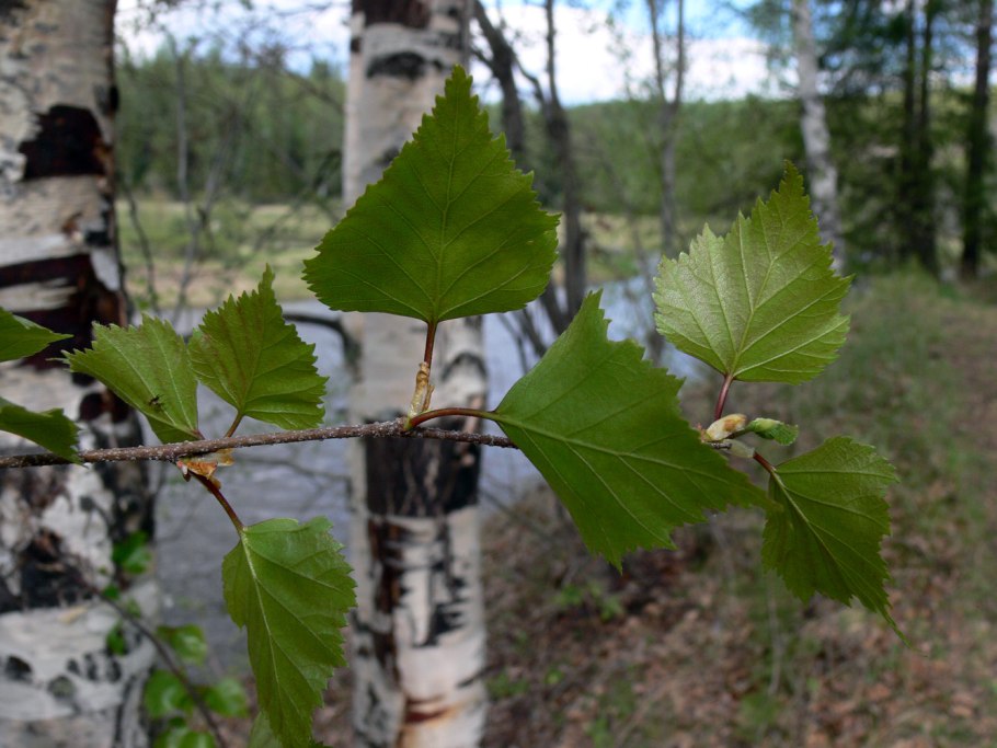 Betula pendula побег