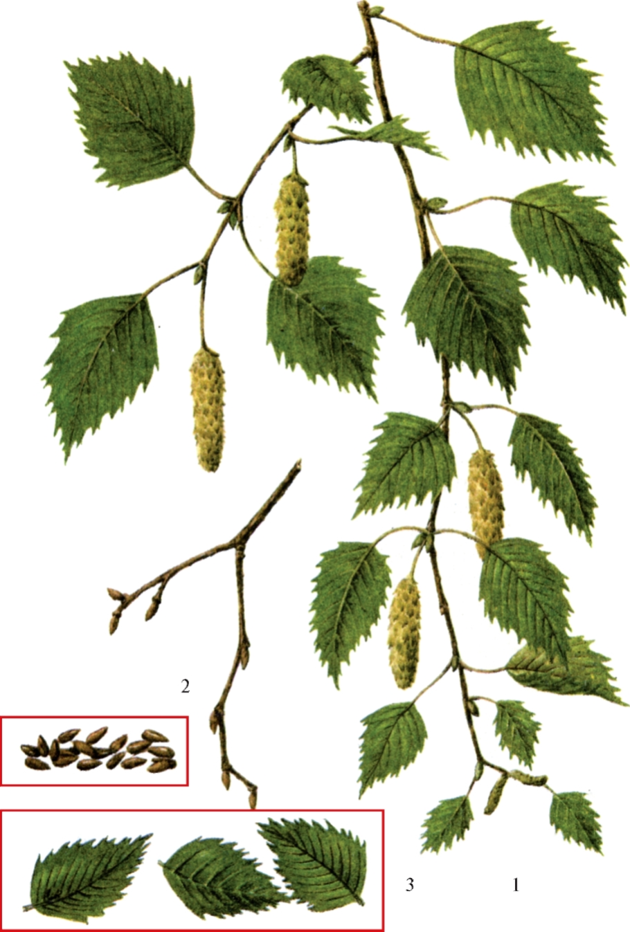 Береза повислая листья