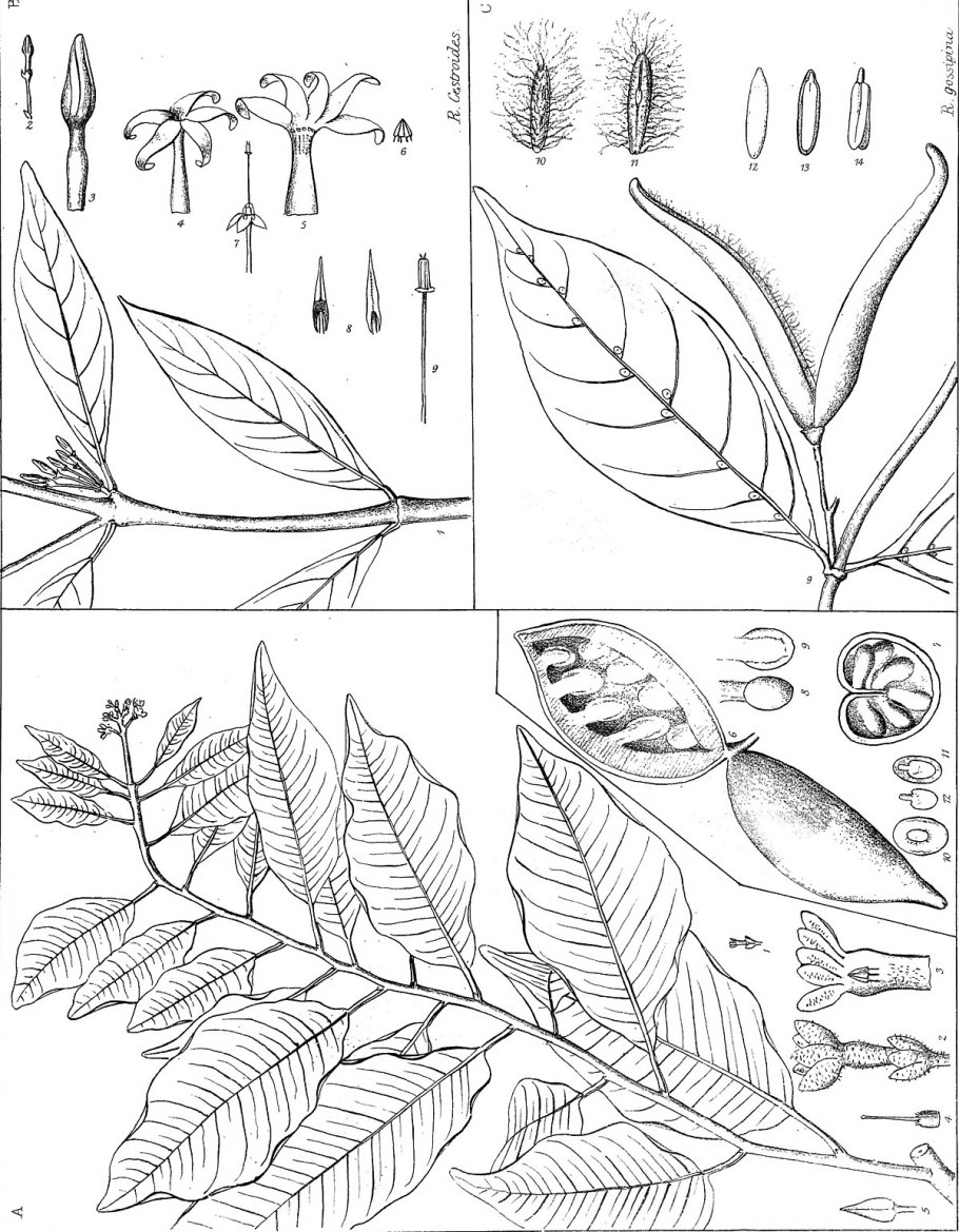Береза Ботаническая иллюстрация