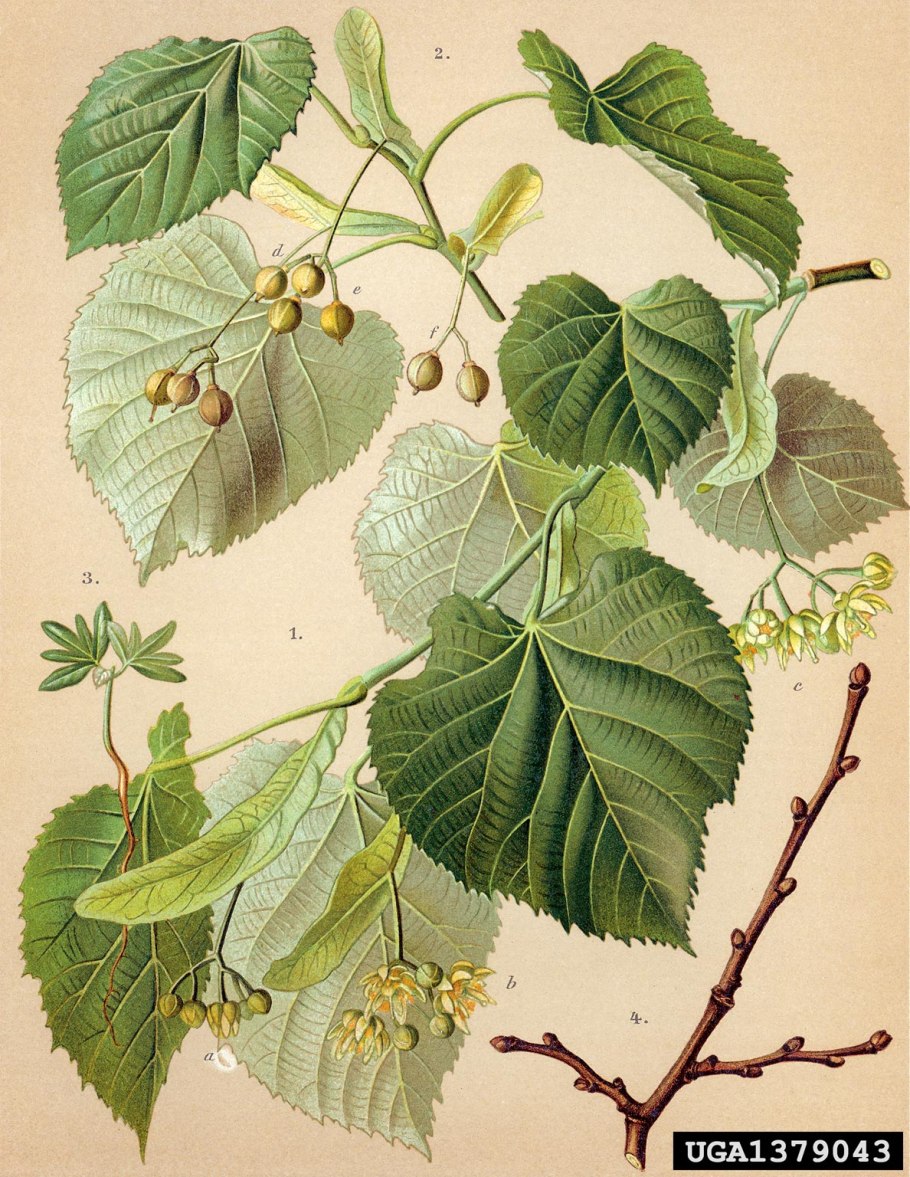 Липа сердцевидная гербарий