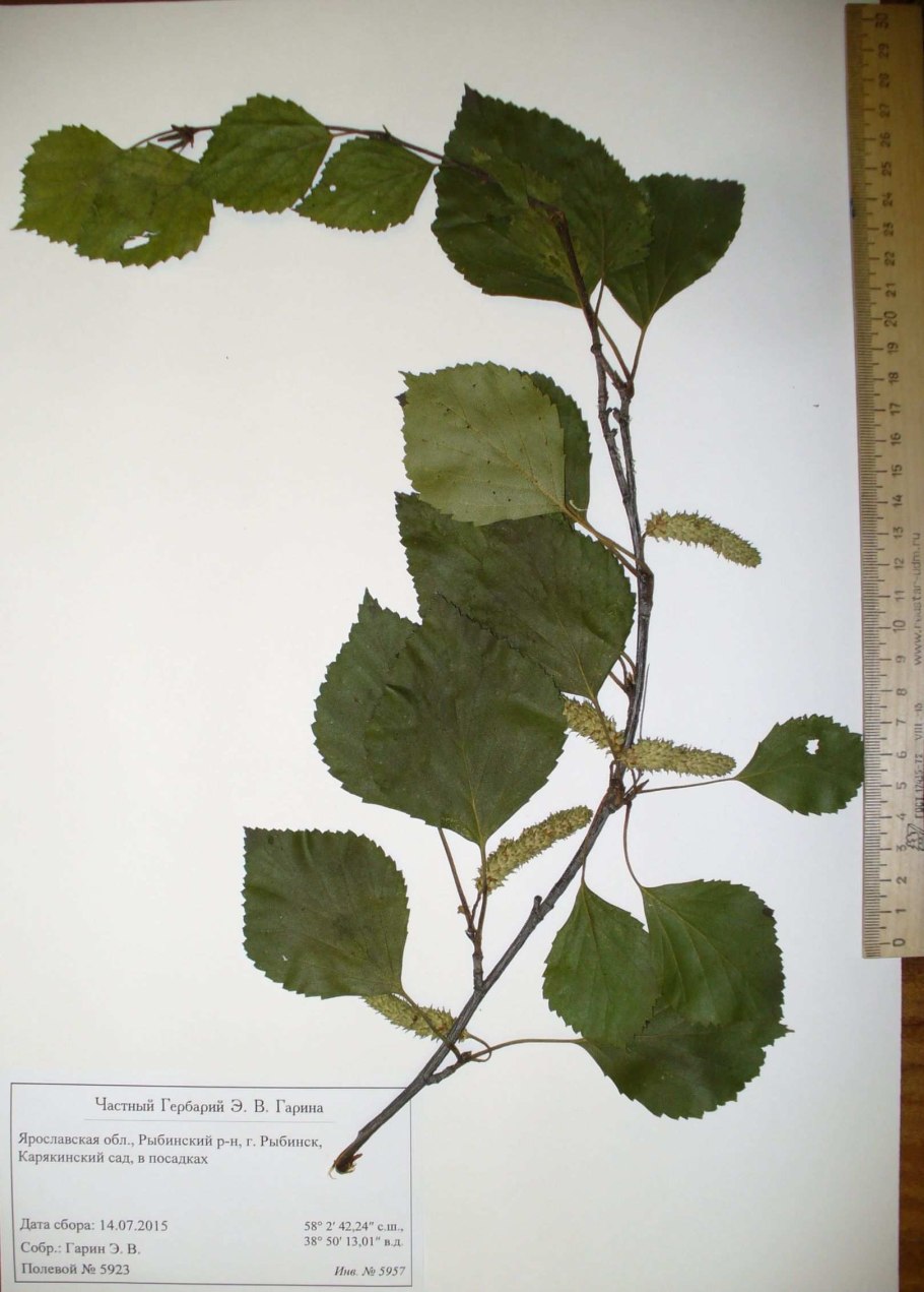 Береза повислая гербарий