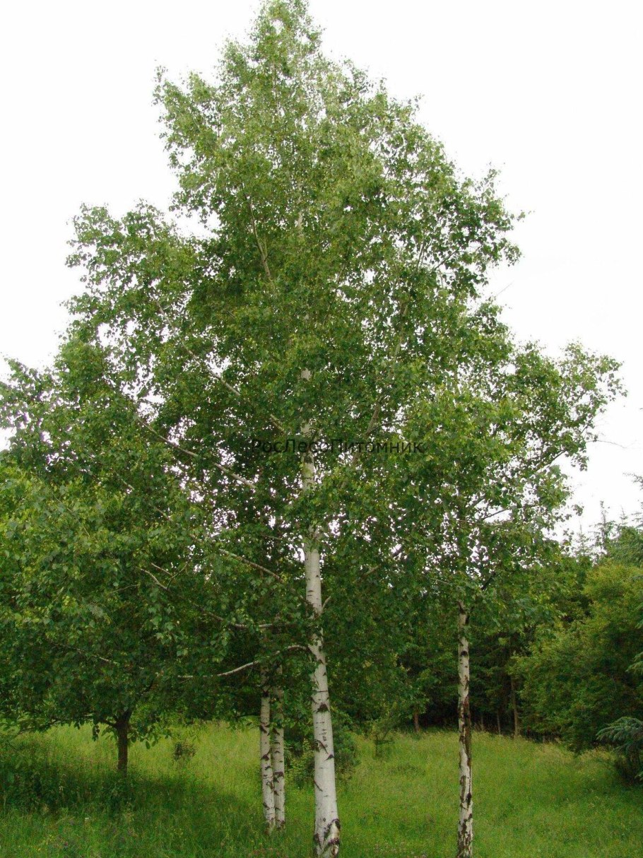 Береза Betula pendula