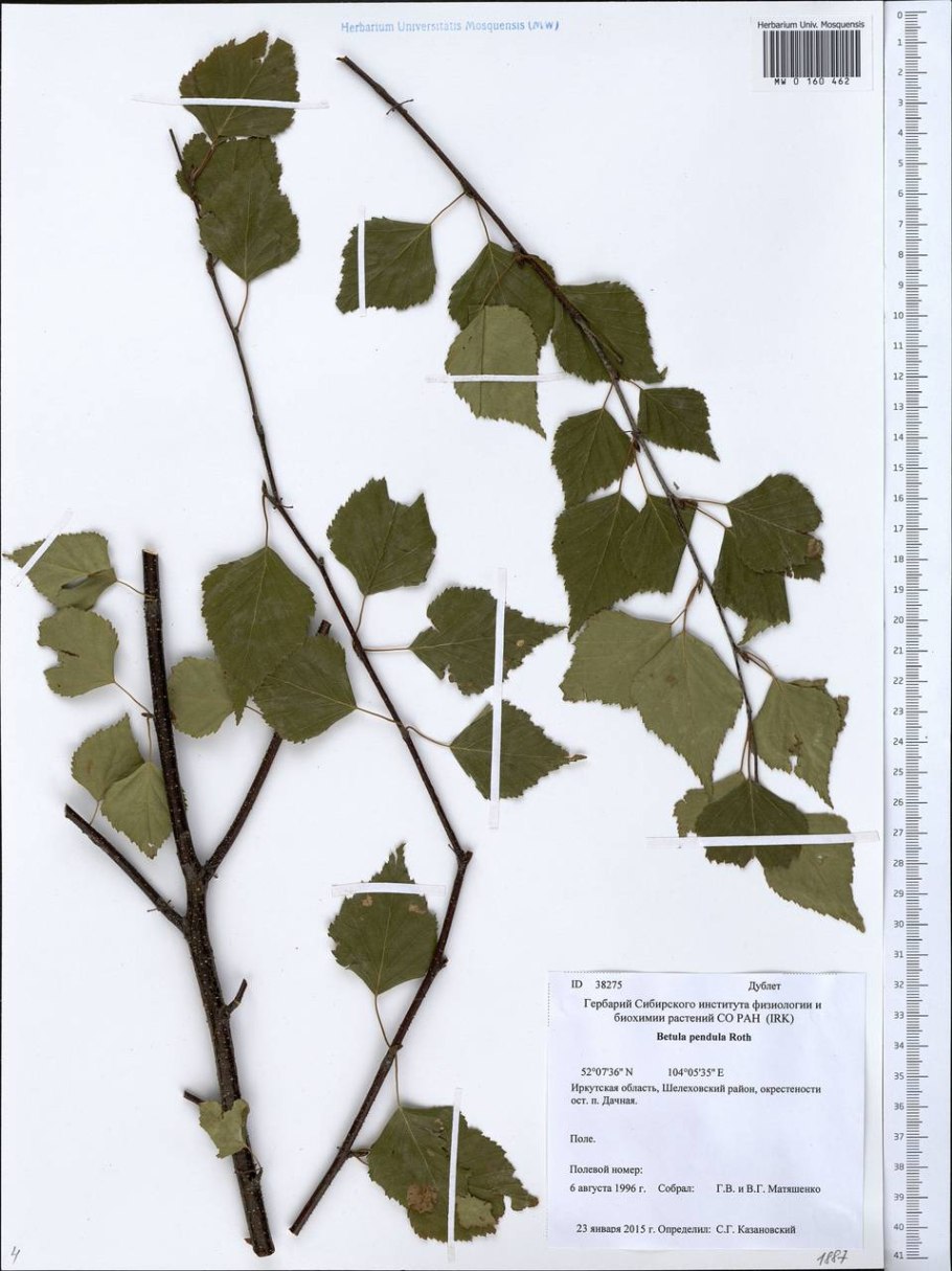 Betula pendula гербарий