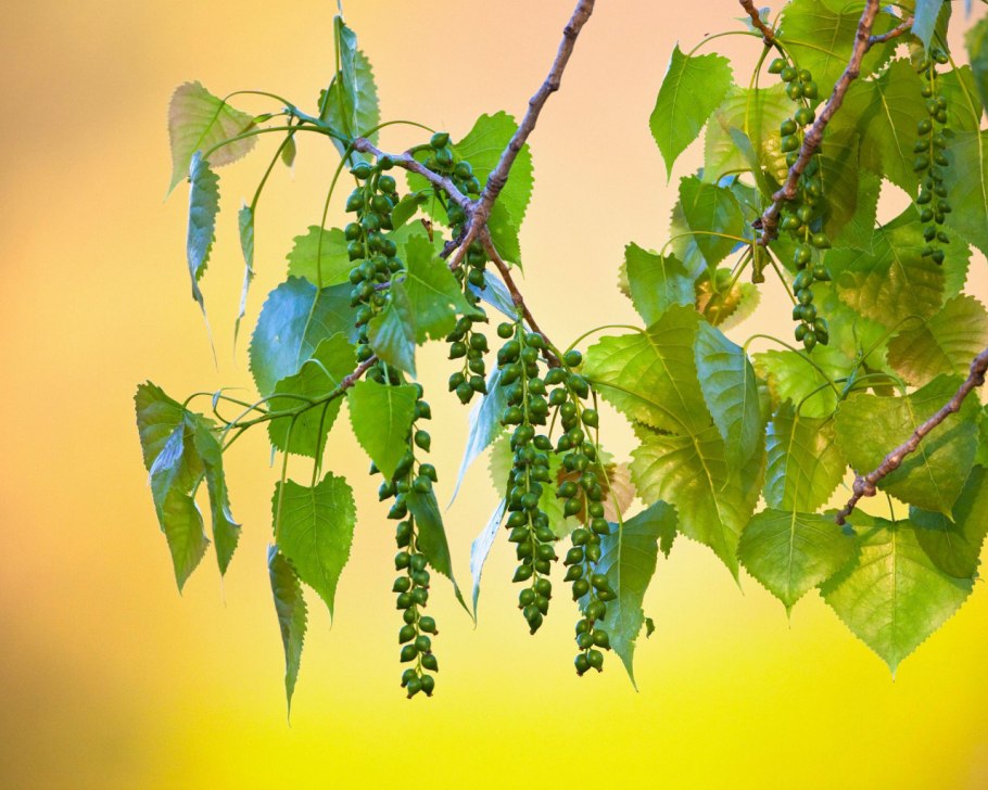 Тополь бальзамический ветка