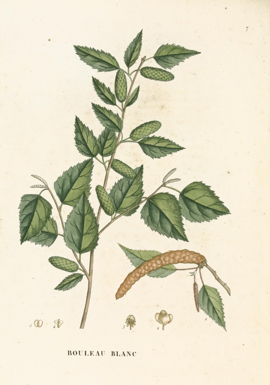 Betula medwediewii Ботаническая иллюстрация