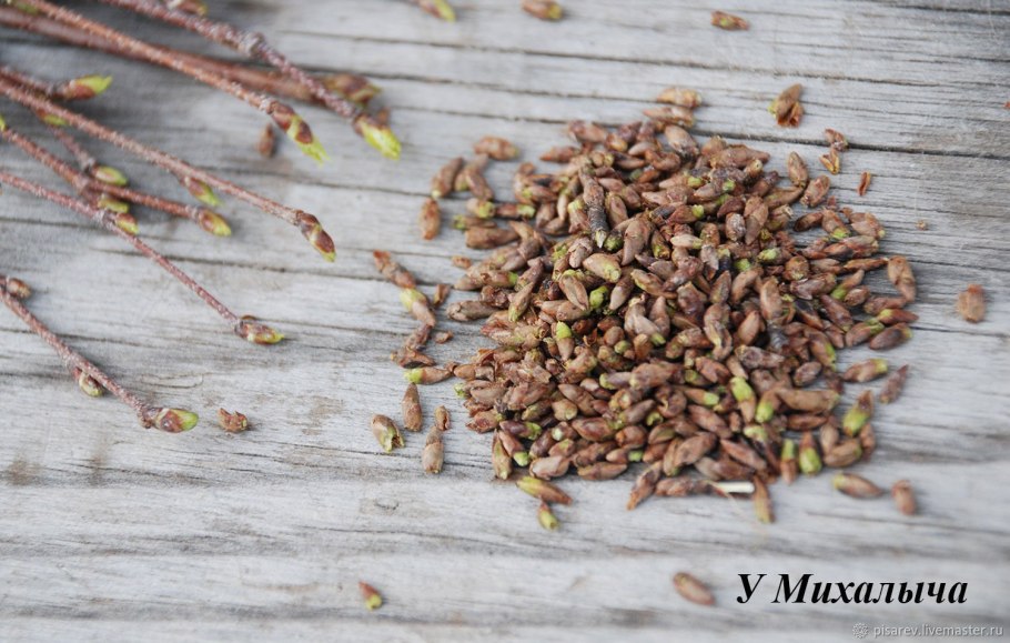 Почки березы заготавливают